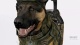 『コール オブ デューティ ゴースト』で軍用犬がどのように働いてくれるのか!? ゲームプレイ動画でいくつかの新要素が明らかに