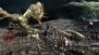『モンスターハンター3（トライ）』