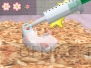 『もっと！ハムスターと暮らそう 赤ちゃんが生まれたよ』