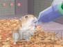 『もっと！ハムスターと暮らそう 赤ちゃんが生まれたよ』