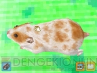 『もっと！ハムスターと暮らそう 赤ちゃんが生まれたよ』