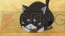 『にゃんこい！』