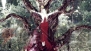 『Red Seeds Profile』