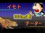 『世界の果てまでイッテQ！ 珍獣ハンターイモトの大冒険』