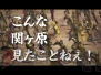 『戦国BASARA3』
