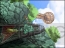 『Solatorobo それからCODAへ』