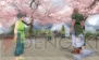 『NineTailOnline』