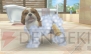 『nintendogs＋cats』