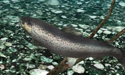 40種以上の魚が登場する『フィッシュアイズ 3D』6月23日に発売
