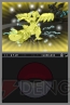 『ポケットモンスターブラック・ホワイト』
