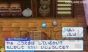 『スライムもりもりドラゴンクエスト3 大海賊としっぽ団』