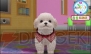 『かわいい仔犬3D』