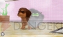 『かわいい仔犬3D』