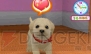 『かわいい仔犬3D』