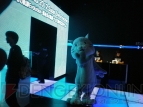 『Falcom jdk BAND 2012 Super Live in nicofarre』