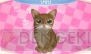 『かわいい子猫3D』