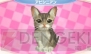 『かわいい子猫3D』