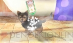 『オシャレでかわいい 子犬と遊ぼ！―海編―』