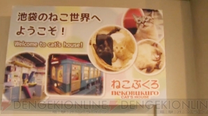 “ねこぶくろ”