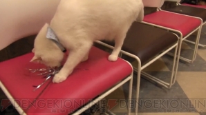 “ねこぶくろ”