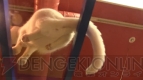 “ねこぶくろ”