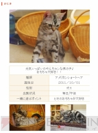 “ねこぶくろ”