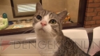 “ねこぶくろ”