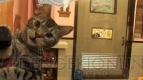 “ねこぶくろ”