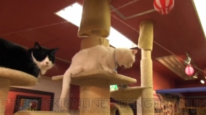 “ねこぶくろ”