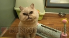 “ねこぶくろ”