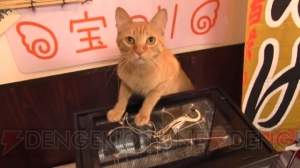 【ほぼ毎日特集＃32】池袋“ねこぶくろ”で猫の秘密を聞いてきた。猫と仲よくなれるウラワザとは？