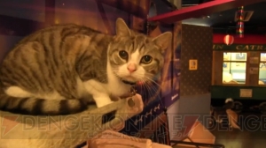 【ほぼ毎日特集＃32】池袋“ねこぶくろ”で猫の秘密を聞いてきた。猫と仲よくなれるウラワザとは？