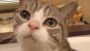 【ほぼ毎日特集＃32】外国人が注目する猫グッズや猫との正しい接し方を取材。猫＆ウーパールーパー動画もどうぞ（そみん）