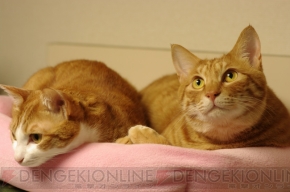 「教えて！土屋憲一先生」