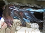 “モンスターハンターフェスタ’13”