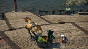 『新生FFXIV』パッチ2.3の新要素“マイチョコボ育成”を紹介。チョコボの面倒を見てバディランクの限界突破を目指そう