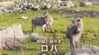 “ロバです”