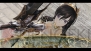 『シャイニング・レゾナンス』