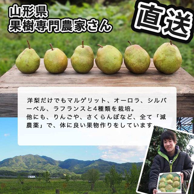 山形の果樹園農家直送。こだわり減農薬の西洋梨が期間限定セール