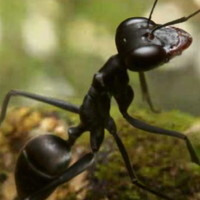 『ザ・アンツ：アンダーグラウンド キングダム』