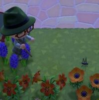 あつ森＿9月のムシ