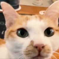 『Yostar Pictures』