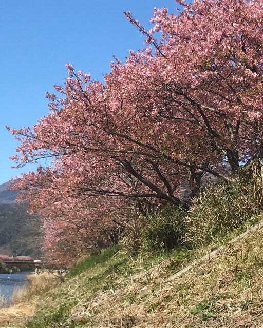 ポケモンgo 伊豆 河津町が桜満開でar映えがハンパない 電撃オンライン