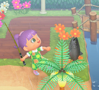 『あつ森』9月のサカナ・海の幸