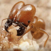 『ザ・アンツ』