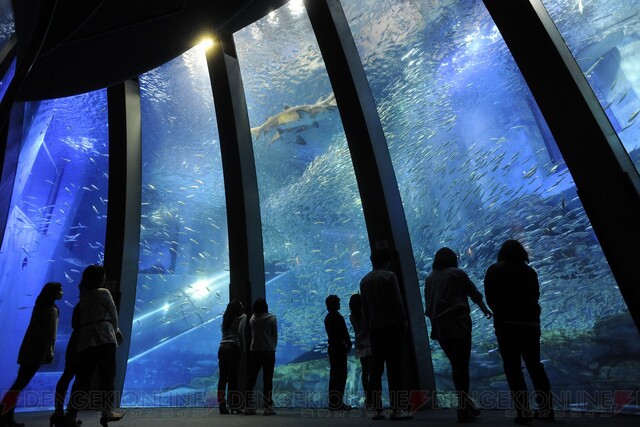 ライザのアトリエ 八景島シーパラダイス お魚紹介カード アクリル