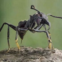 『ザ・アンツ』