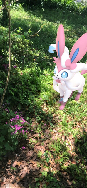 ポケモンgo ニンフィアがかわい過ぎて激写してきた 電撃オンライン